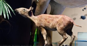 Eurohippus ( — Karl Kästner, Hwa Ja Götz (mfn)