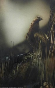 Bird Of Prey — Oscar R Goodall