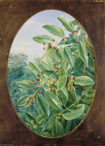 Sandal Wood Of India — Marianne North