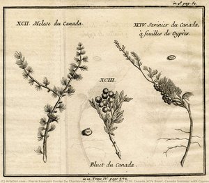 Xcii. Melese Of Canada Xciii. Canada Xciv Bluet. Canada Savinier With Cypress Leaves — Pierre François Xavier De Charlevoix