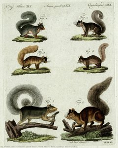 Vierf. Thiere, Anim. Quadrup, Quadruped Xli — Schmuzer, Jacob Xaver