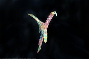 Flying Parrot — Sidliš Dinesh Lad