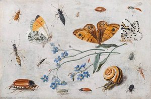 Study Of Insects, Butterflies And A Snail With A Sprig Of Forget Me Nots — Jan Van Kessel The Elder
