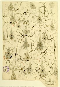 The Drawings Of Ramón Y Cajal — Santiago Ramón Y Cajal