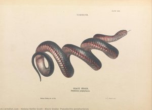 Black Snake, Pseudechis Porphyriacus — ヘレナ・ネリー・スコット
