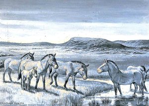 Dioramas Of Pleistocene, 'equus Przewashii' (mongolian Wild Horse) — Margaret Maitland Howard