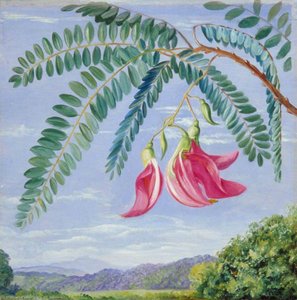Bladeren En Bloemen Van Een Boom Die Veelvuldig Wordt Gekweekt In Warme Landen — Marianne North