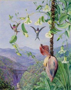 El Acueducto De Morro Velho, Brasil — Marianne North