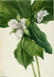 Wake Robin (trillium Simile) — Mary Morris Vaux Walcott