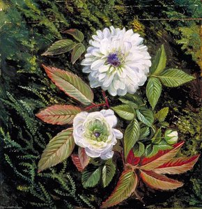 Foliage And Double Flowers Of The Sandal Wood Bramble — Marianne North