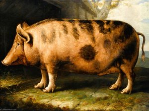 A Berkshire Pig — William Shiels