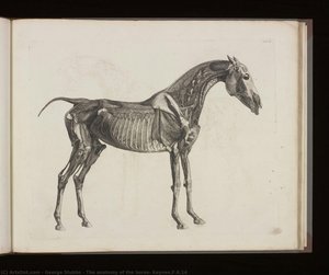 The Anatomy Of The Horse, Keynes.f.6.14 — George Stubbs