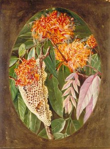L'asoka — Marianne North