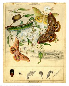 Emperor Moth, Opodiphthera Eucalypti — Harriet Calcott Scott