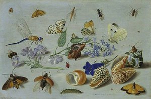 Butterflies And Other Insects — Jan Van Kessel The Elder