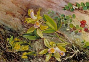 Orchidées Et Plante Grimpante Sur Des Rochers Érodés Par L'eau Dans La Baie De Rio De Janeiro, Brésil — Marianne North