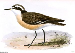 Untitled (aqtgn4) — John Gerrard Keulemans