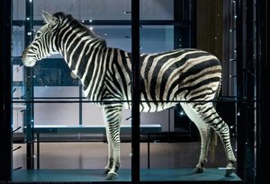 Zebra — Carola Radke (mfn)