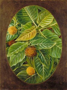 The Kuddum Or Cadamba — Marianne North