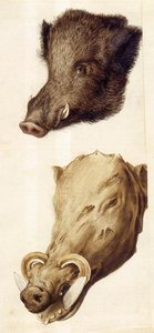 Studi Della Natura — Giuseppe Arcimboldo