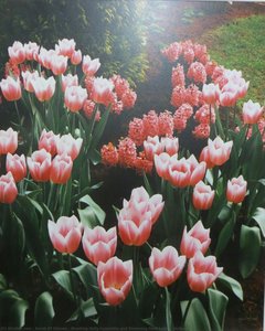 Blushing Dolly Hyacinths And Dreaming Maid Tulips - Holland — कार्स ऑफ ओटावा