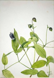 Leather Flower (clematis Viorna) — Mary Morris Vaux Walcott