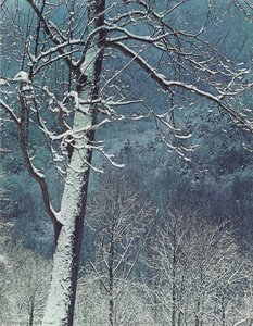 Tree And Mountain Valley, Great Smoky Mountains National Park, Tennessee, March 11, 1969 — ელიოტი პორტერი