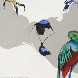Long-tailed Manakin — Džejn Kim