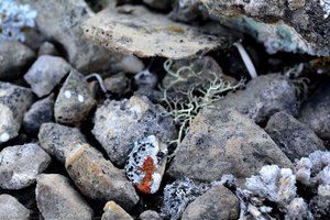 Xanthoria Elegans, Alectoria Ochroleuca — Paul C. Sokoloff