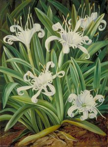 An Asiatic Pancratium Colonised In The Seychelles — Marianne North