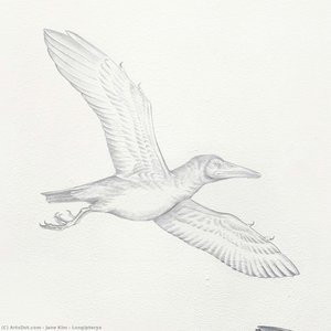 Longipteryx — Jane Kim