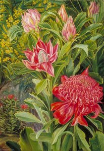 Marianne North