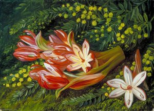 Lirio De Lanza Australiano Y Una Acacia — Marianne North