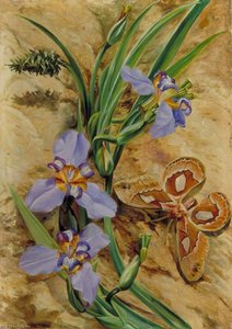Untitled — Marianne North