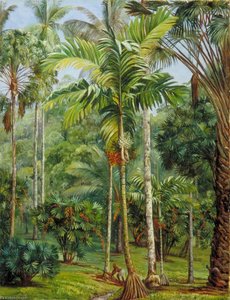 Group Of Palms, Botanic Garden, Buitenzorg, Java — Marianne North