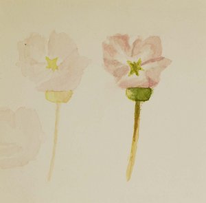 My First Painting — Mary Morris Vaux Walcott