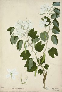 Dwarf White Bauhinia (bauhinia Tomenlosa Linn) — Richard Alpert