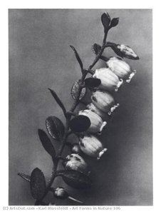 Art Forms In Nature 106 — Karl Blossfeldt
