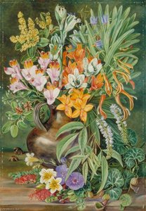 Enkele Wilde Bloemen Van Quilpué, Chili — Marianne North