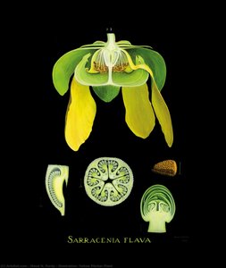 Illustration: Yellow Pitcher Plant — Maud H. Purdy
