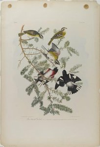 Rose-breasted Grosbeak — John James Audubon