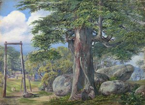 Cedrus Deodara, Kumaon, Uttar Pradesh, India — Marianne North