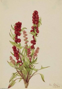 Strawberry Blite (chenopodium Capitatum) — Mary Vaux Walcott