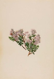 Sand Myrtle (leiophyllum Lyoni) — Mary Morris Vaux Walcott