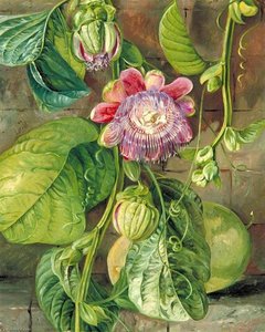 Blattwerk, Blüten Und Früchte Der Granadilla, Jamaika — Marianne North
