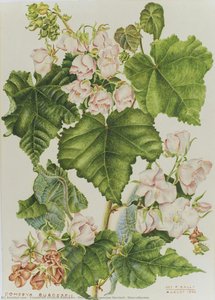 Dombeya Burgessiae Gerrard - Sterculiaceae — Friederike Victoria Adamson