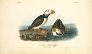 Doppelspitzenpuffin. 1. Männlich. 2 Weiblich. — John James Audubon