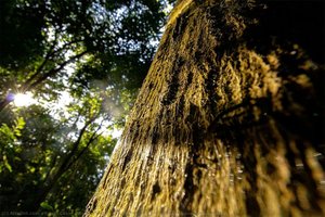 Vegetação Da Reserva Biológica De Águas Emendadas — Bruno César Correa