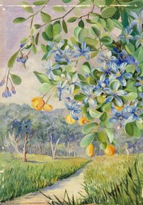 Foliage, Flowers And Fruit Of Lignum Vitae, Jamaica — Marianne North