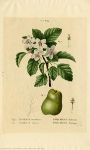Malus Coronaria And Malus Dioïca — Pancrace Bessa